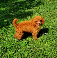 Fire Glow, a male Poodle - Toy  for sale in Hot Springs, AR – Photo 3 of 4