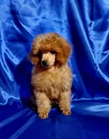 Fire Glow, a male Poodle - Toy  for sale in Hot Springs, AR – Photo 2 of 4