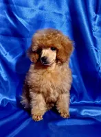 Fire Glow, a male Poodle - Toy  for sale in Hot Springs, AR – Photo 1 of 4