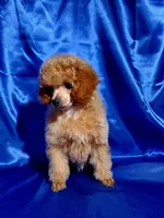 Amber, a female Poodle - Toy  for sale in Hot Springs, AR – Photo 2 of 4