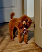 Amber, a female Poodle - Toy  for sale in Hot Springs, AR – Photo 3 of 4