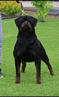 Blaze , a female Rottweiler for sale in Apopka, FL – 5 of 8
