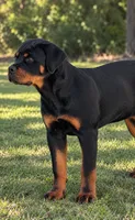Belly , a female Rottweiler for sale in Apopka, FL – 1 of 10