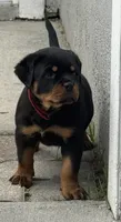 Belly , a female Rottweiler for sale in Apopka, FL – 5 of 10