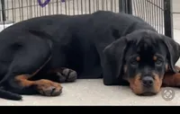 Blaze , a female Rottweiler for sale in Apopka, FL – 2 of 8
