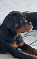 Blaze, a female Rottweiler for sale in Apopka, FL – 4 of 9