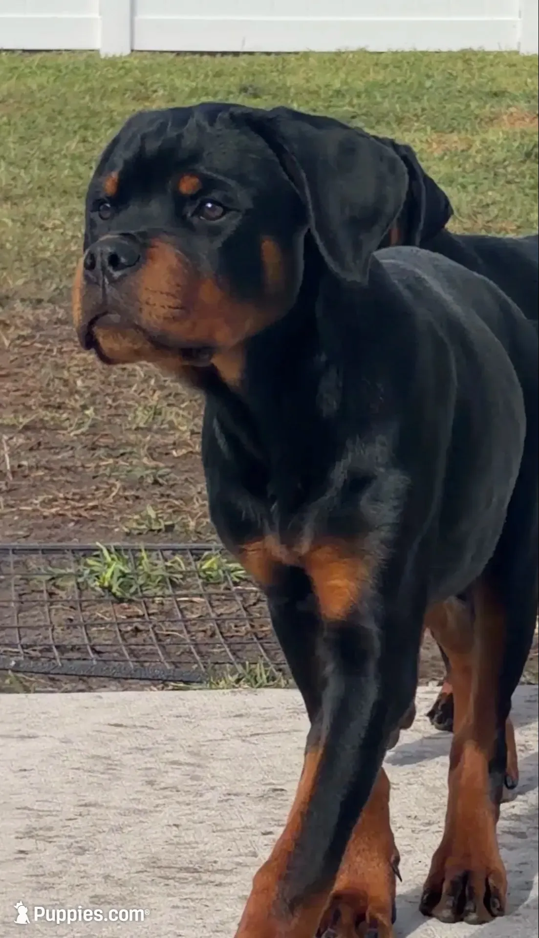 Blaze, a female Rottweiler for sale in Apopka, FL – 1 of 9