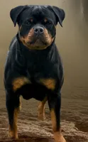 Blaze , a female Rottweiler for sale in Apopka, FL – 7 of 8