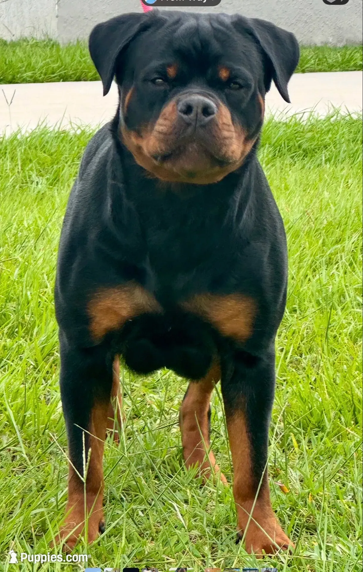 Bali , a female Rottweiler for sale in Apopka, FL – 5 of 5