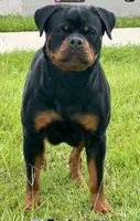 Blaze , a female Rottweiler for sale in Apopka, FL – 4 of 4