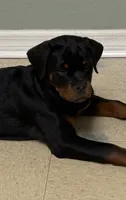 Belly , a female Rottweiler for sale in Apopka, FL – 3 of 10