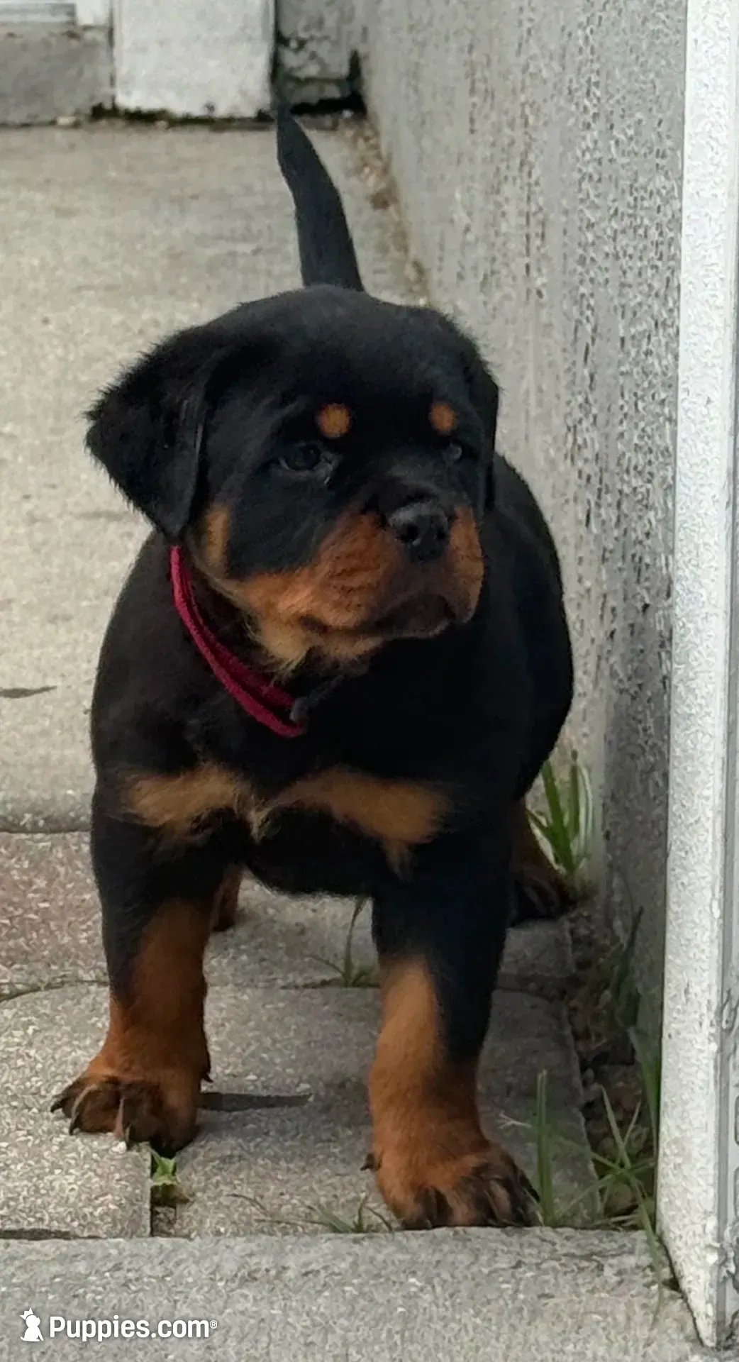 Blaze , a female Rottweiler for sale in Apopka, FL – 2 of 4