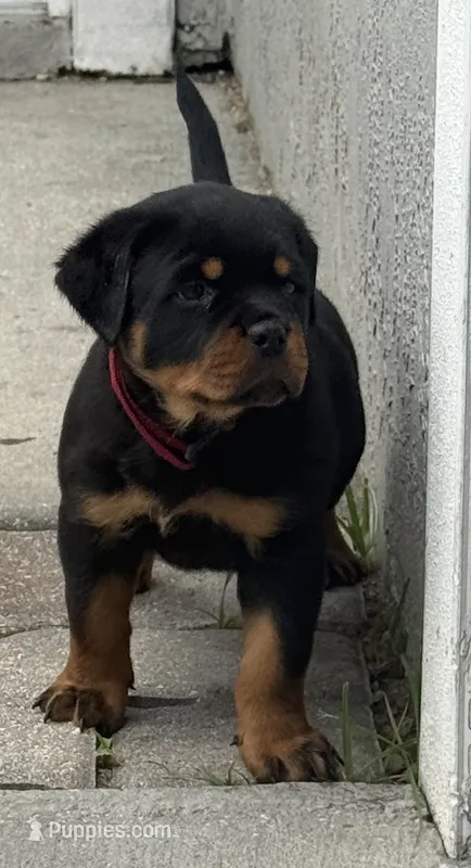 Blaze  – Rottweiler puppy for sale in Apopka, FL