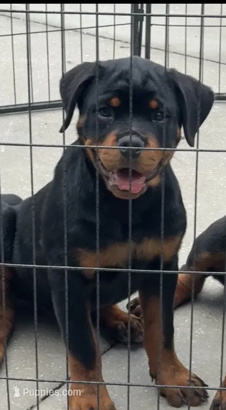 Bali  – Rottweiler puppy for sale in Apopka, FL