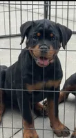 Bali , a female Rottweiler for sale in Apopka, FL – 1 of 5