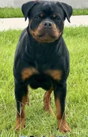 Bora , a female Rottweiler for sale in Apopka, FL – 3 of 4