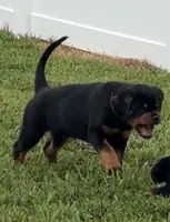 Bali , a female Rottweiler for sale in Apopka, FL – 3 of 5