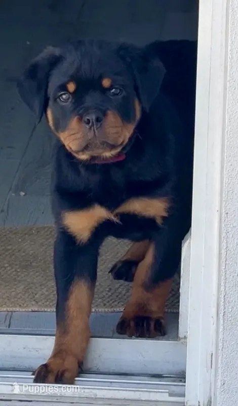 Blaze  – Rottweiler puppy for sale in Apopka, FL