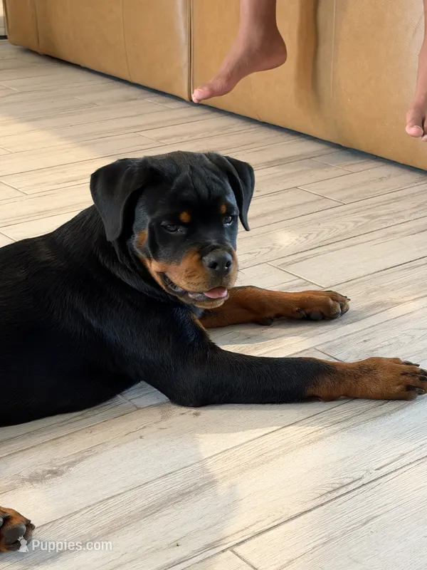 Bali  – Rottweiler puppy for sale in Apopka, FL