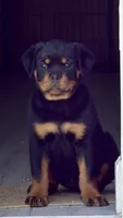 Bora , a female Rottweiler for sale in Apopka, FL – 2 of 4
