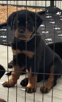 Blaze, a female Rottweiler for sale in Apopka, FL – 3 of 9