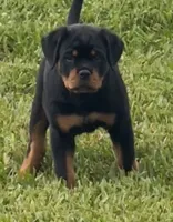 Bali , a female Rottweiler for sale in Apopka, FL – 2 of 5