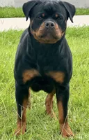 Belly , a female Rottweiler for sale in Apopka, FL – 8 of 10