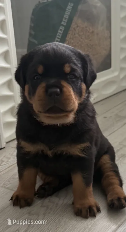 Blaze – Rottweiler puppy for sale in Apopka, FL
