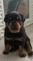 Blaze, a female Rottweiler for sale in Apopka, FL – 1 of 1