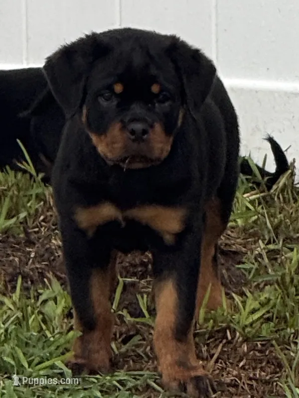 Blaze  – Rottweiler puppy for sale in Apopka, FL