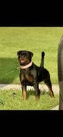 Blaze , a female Rottweiler for sale in Apopka, FL – 8 of 8