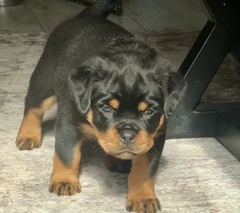 Bimi – Rottweiler puppy for sale in Apopka, FL