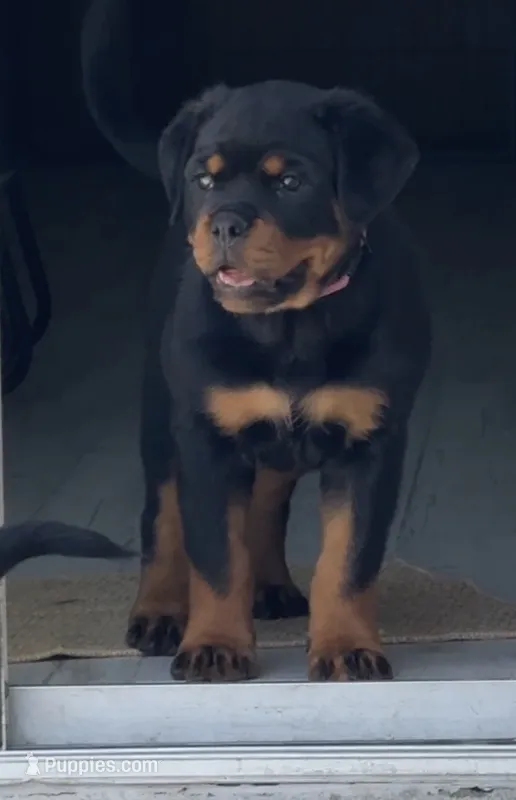 Bora  – Rottweiler puppy for sale in Apopka, FL