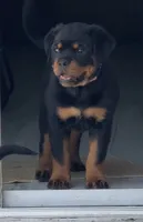 Bora , a female Rottweiler for sale in Apopka, FL – 1 of 4