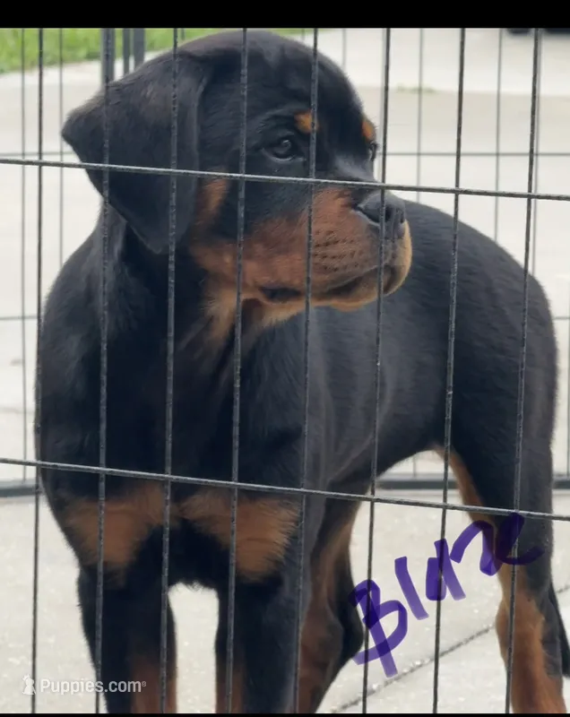Blaze  – Rottweiler puppy for sale in Apopka, FL