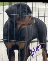Blaze , a female Rottweiler for sale in Apopka, FL – 1 of 8