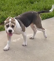 Cookie , a female American Bully for sale in Apopka, FL – 3 of 3
