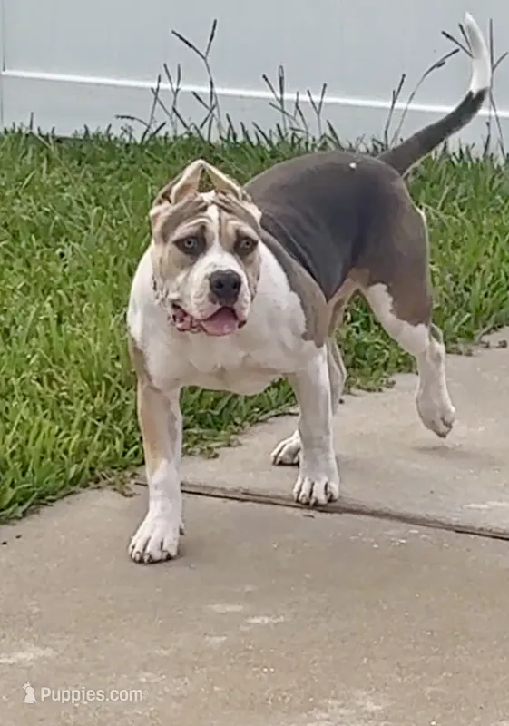 Cookie , a female American Bully for sale in Apopka, FL – 1 of 3