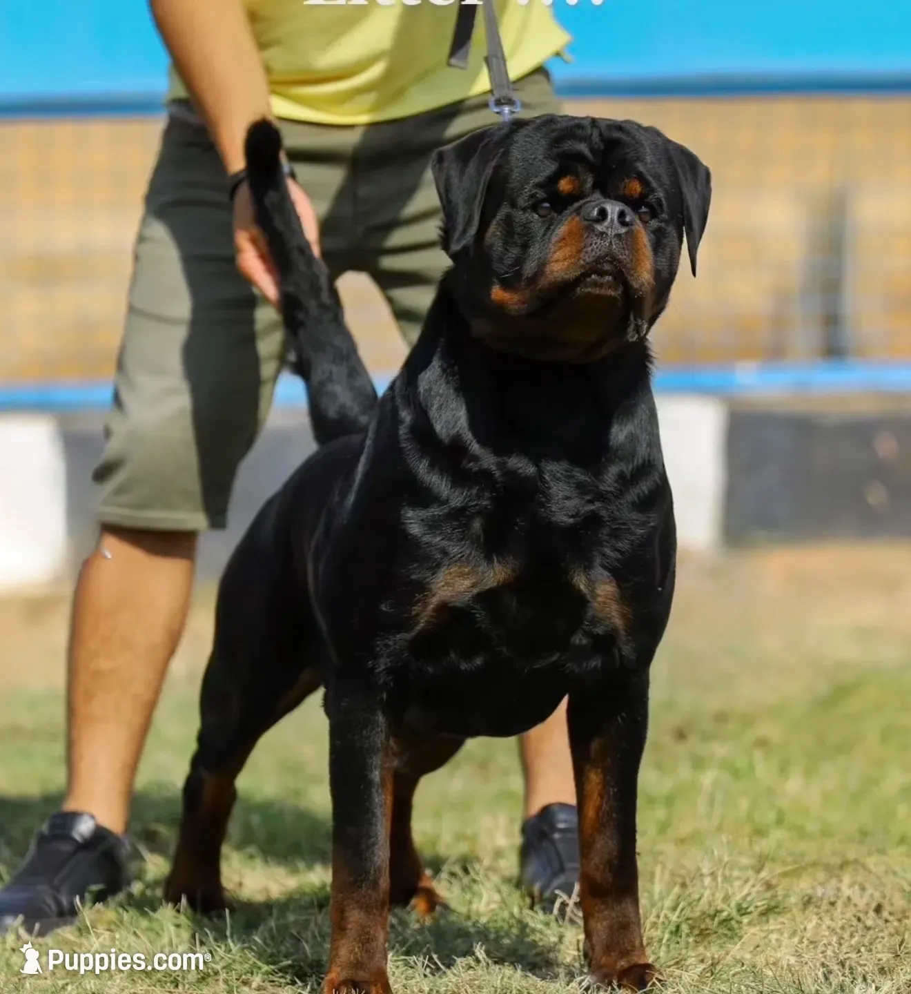 Bali , a female Rottweiler for sale in Apopka, FL – 4 of 5