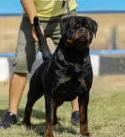 Blaze , a female Rottweiler for sale in Apopka, FL – 3 of 4