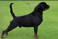 Blaze , a female Rottweiler for sale in Apopka, FL – 6 of 8