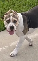 Cookie , a female American Bully for sale in Apopka, FL – 2 of 3