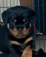Bimi, a female Rottweiler for sale in Apopka, FL – 2 of 2