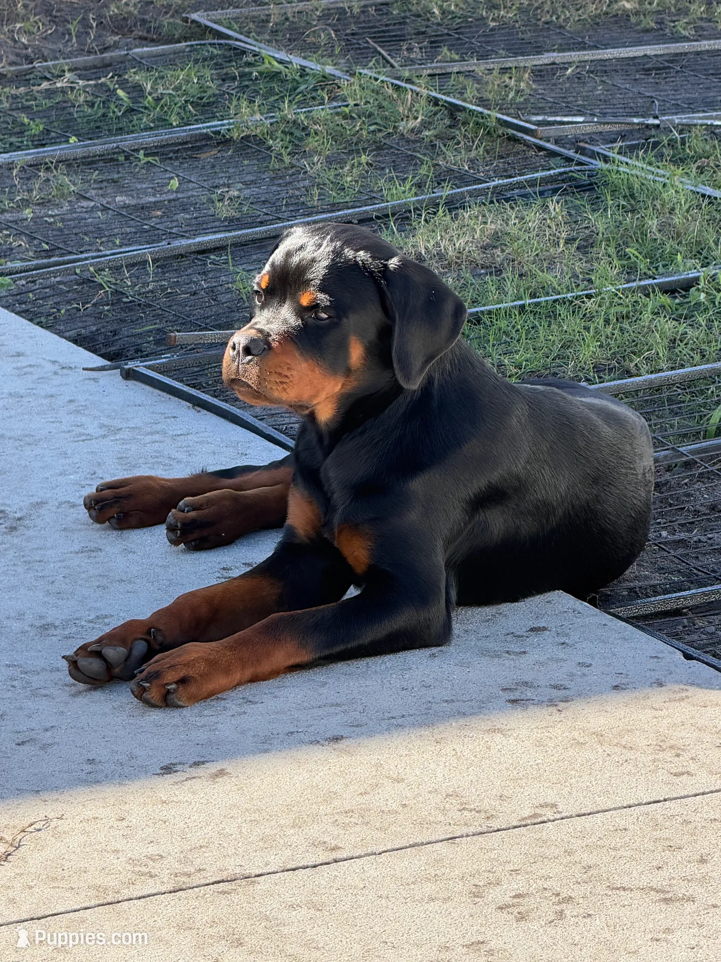 Blaze, a female Rottweiler for sale in Apopka, FL – 5 of 9