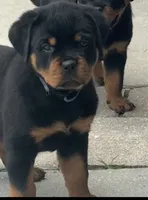 Blaze , a female Rottweiler for sale in Apopka, FL – 3 of 8