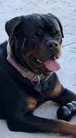 Belly , a female Rottweiler for sale in Apopka, FL – 7 of 10