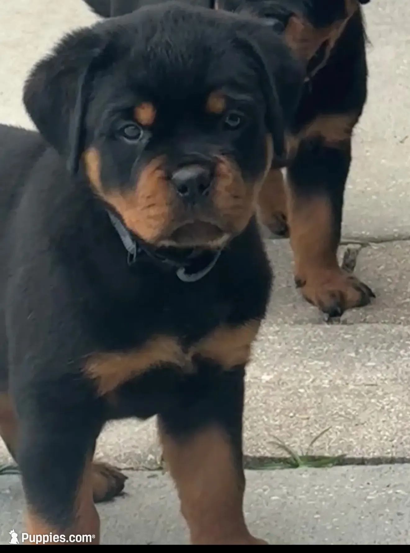 Blaze, a female Rottweiler for sale in Apopka, FL – 2 of 9