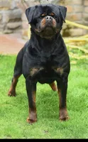 Blaze, a female Rottweiler for sale in Apopka, FL – 9 of 9