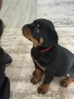 Belly , a female Rottweiler for sale in Apopka, FL – 6 of 10