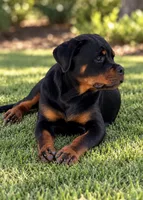 Belly , a female Rottweiler for sale in Apopka, FL – 2 of 10